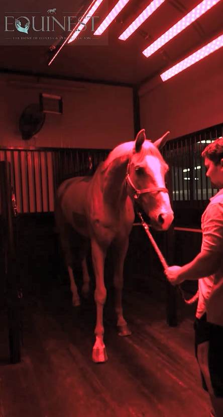 equanest 2